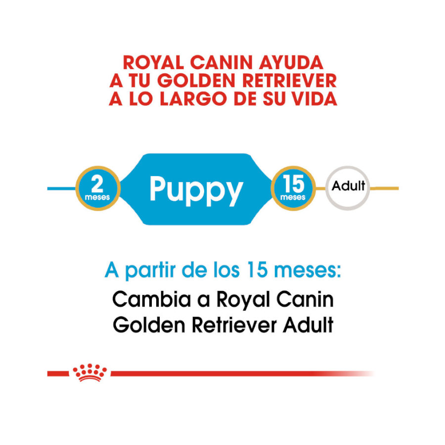 Royal Canin Puppy Golden Retriever ração para cães, , large image number null